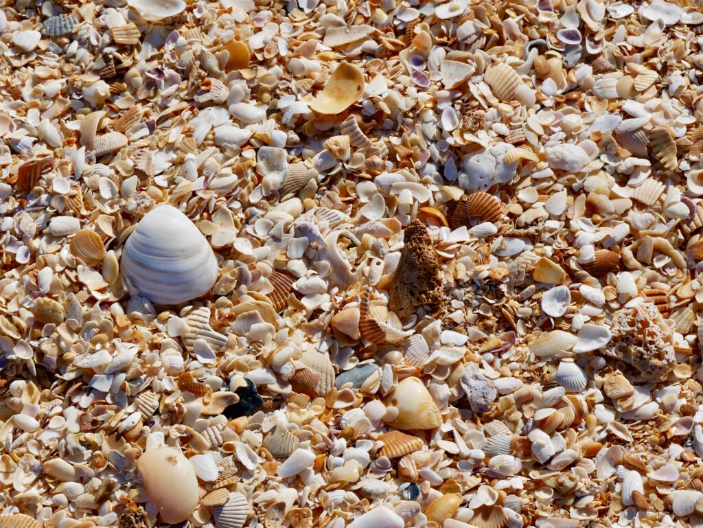 Shells in Florida