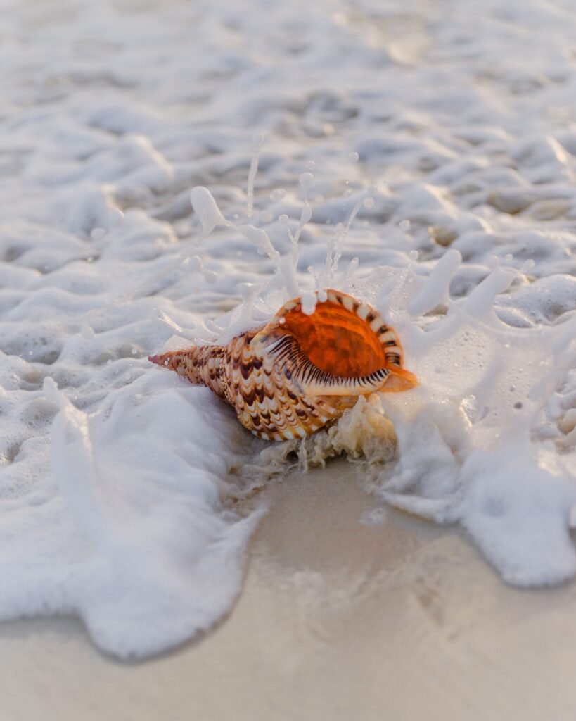 Marco island florida shells in water 