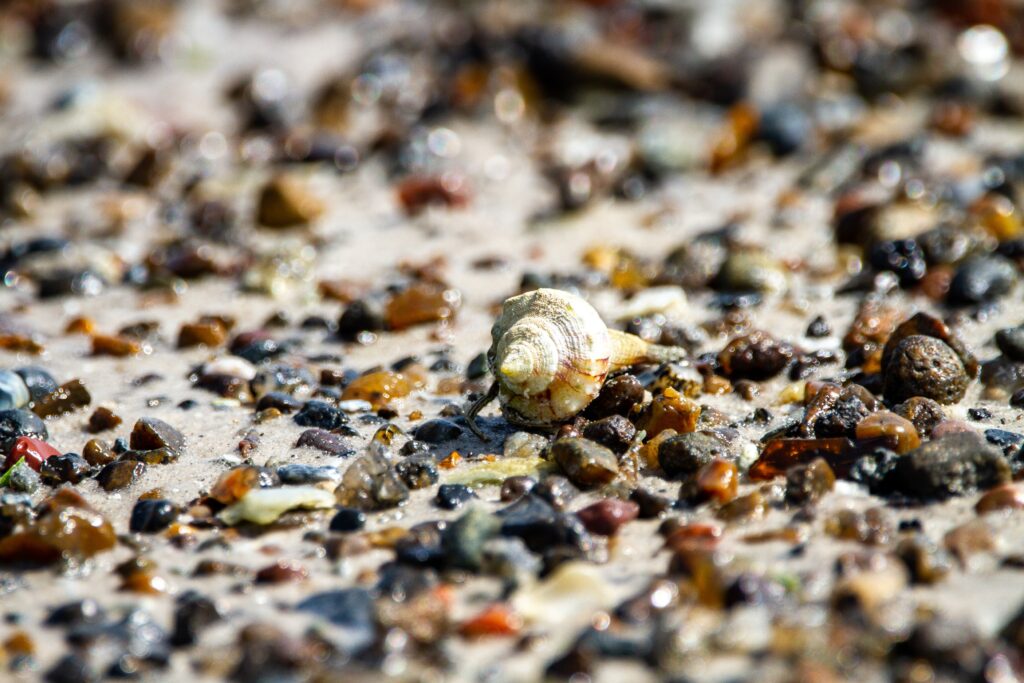 Sanibel Island florida Shells