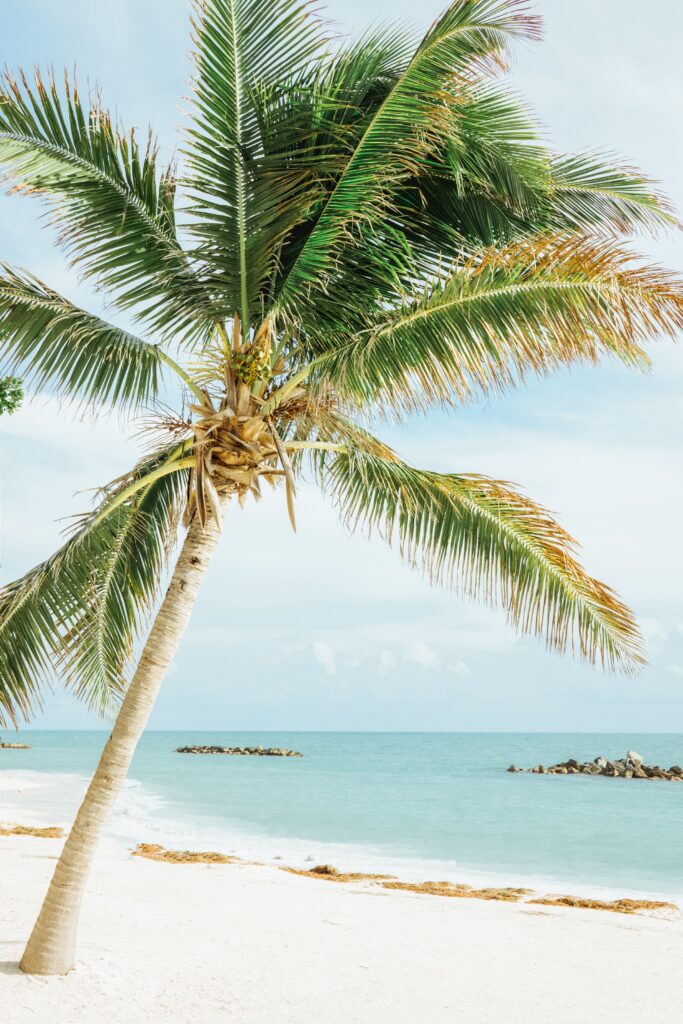 beach and palm tree in key west florida