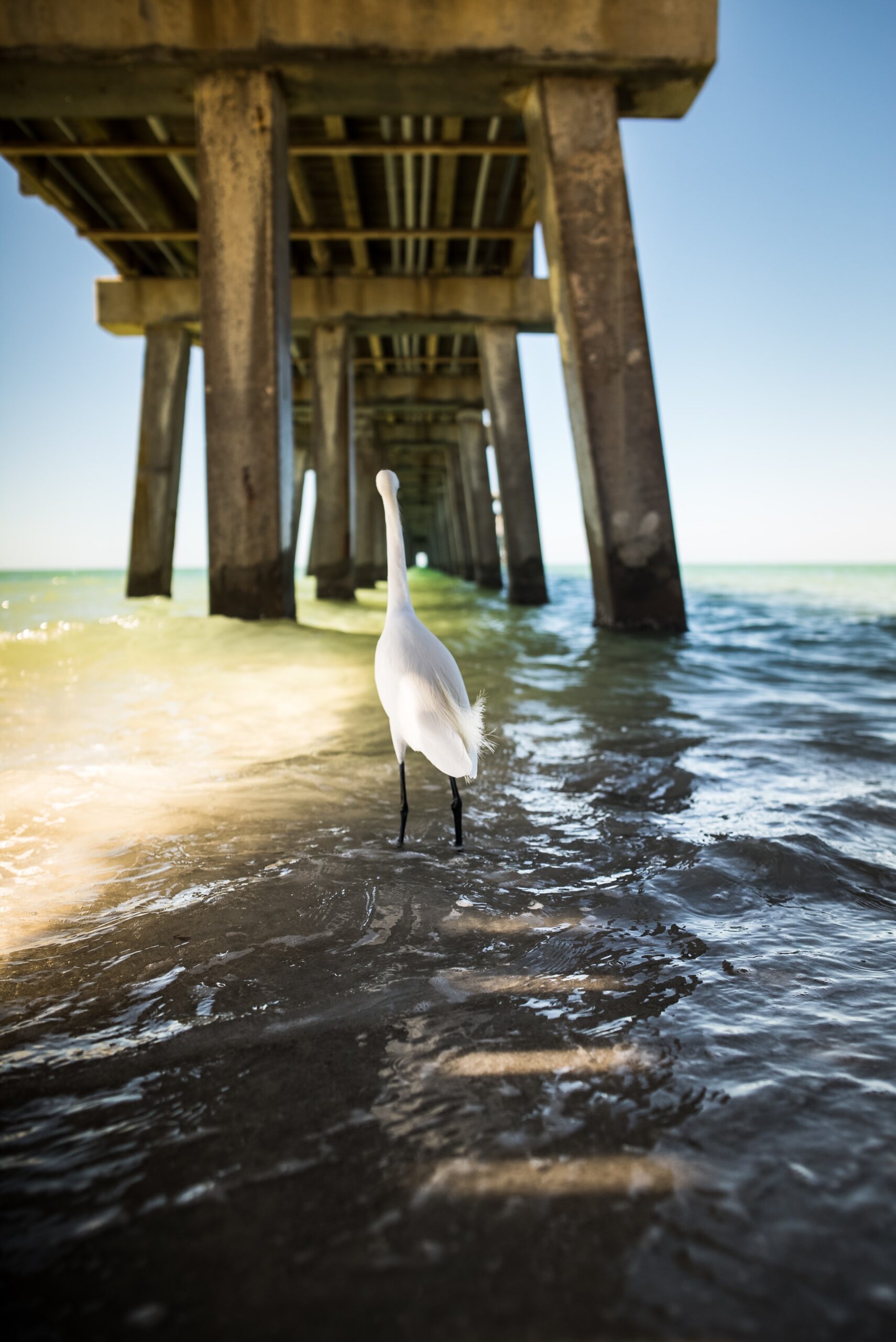 bird under a boardwalk in Naples florida