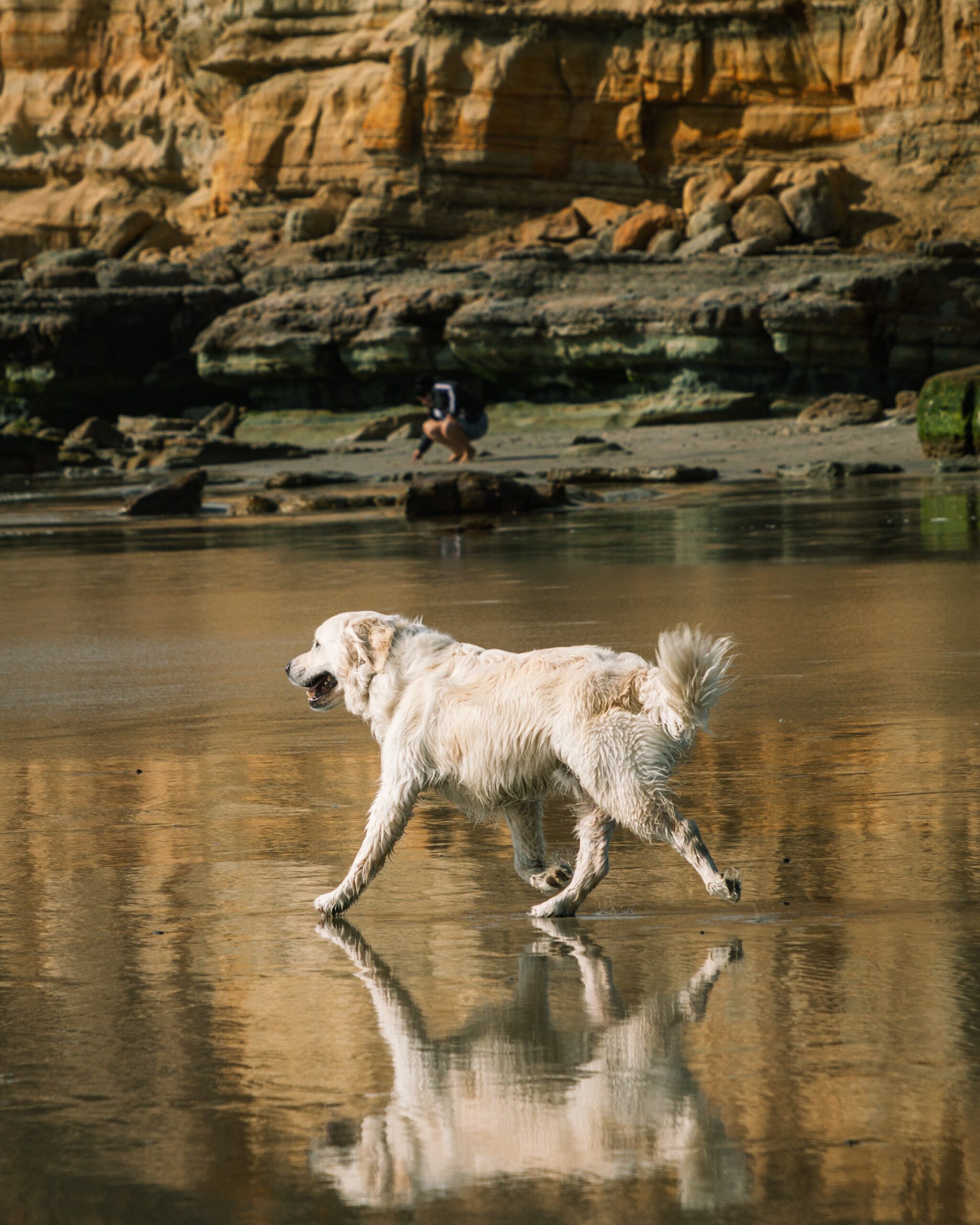 dog beach in san diego 